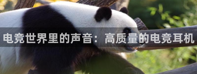 ob电竞官网：电竞世界里的声音：高质量的电竞耳机